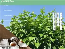 Sites similar to secondgrid.jp
