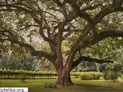 Sites similar to selahcares.com