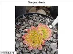 Sites similar to sempervivum.com.ua