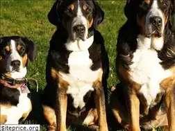 Sites similar to sennenhunde-von-langenzeil.de