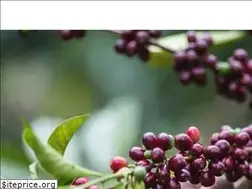 Sites similar to seycoffee.com