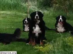 Sites similar to shadowridgebernese.com