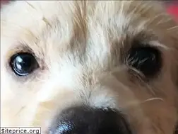 Sites similar to shanghai-animal-rescue.com