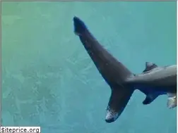 Sites similar to shark-society.com