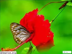 Sites similar to shawanchowdhury.wordpress.com