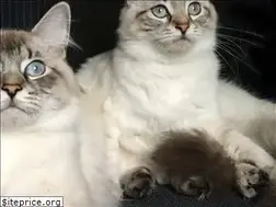 Sites similar to siberianvirginiacat.com