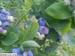 Sites similar to sierracascadeblueberries.com