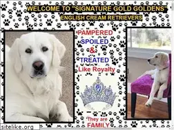 Sites similar to signaturegoldgoldens.com