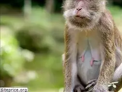 Sites similar to simianuprising.com