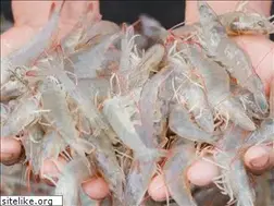 Sites similar to simplyshrimpmn.com