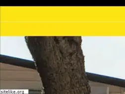 Sites similar to skydivebcn.com