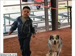 Sites similar to skyhiaussies.com