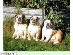 Sites similar to skymeadowfarm.com