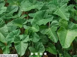 Sites similar to slowfoodhawaii.com