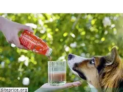 Sites similar to smoothiedog.de