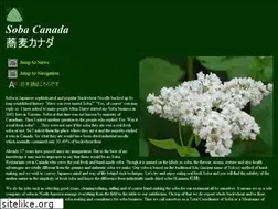 Sites similar to sobacanada.com