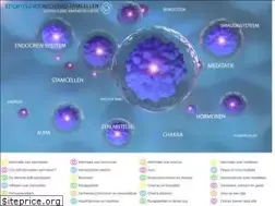 Sites similar to stamcel.org