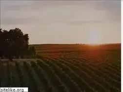 Sites similar to steelheadvineyards.com