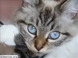 Sites similar to stesha.info