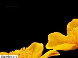 Sites similar to stmarycecil.org