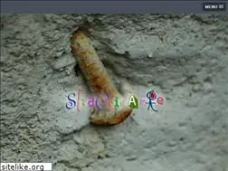 Sites similar to straccidarte.org