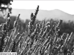 Sites similar to sueskind.ch