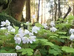 Sites similar to sustainableresponsibleliving.com