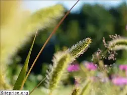 Sites similar to sweetearthfarm.com