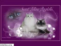 Sites similar to sweetragdolls.de