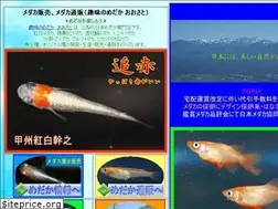 Sites similar to syuminomedaka.com