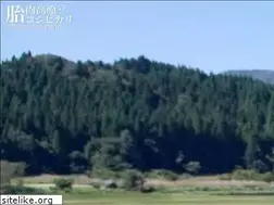 Sites similar to tainai-farm.jp