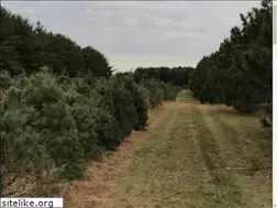 Sites similar to talbotttrees.com