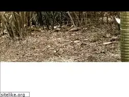 Sites similar to tampaaikido.com