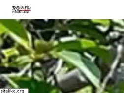 Sites similar to tanakahonke.org