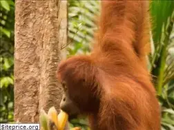 Sites similar to tanjung-puting.com