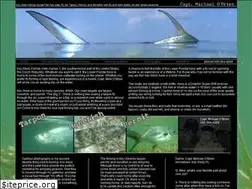 Sites similar to tarponkeywest.com