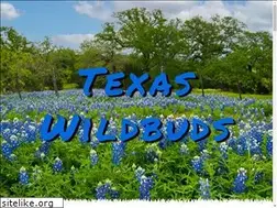 Sites similar to texaswildbuds.com