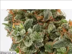 Sites similar to tgod.ca