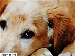 Sites similar to theanimalproject.org