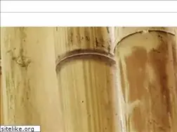 Sites similar to thebestbamboo.com