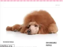 Sites similar to themoyenpoodle.com