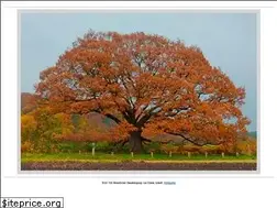 Sites similar to theoak.de