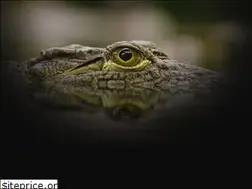 Sites similar to thephotographyinstitute.in
