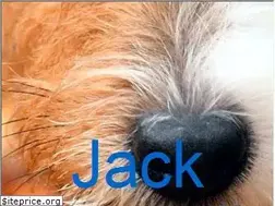 Sites similar to therealjackrussell.com