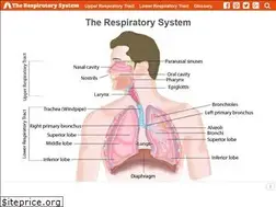 Sites similar to therespiratorysystem.com