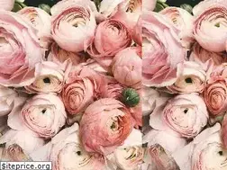 Sites similar to thesecretgardentearoom.com