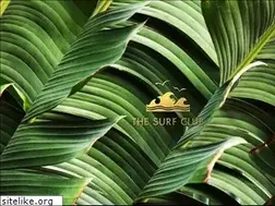 Sites similar to thesurfclub.com