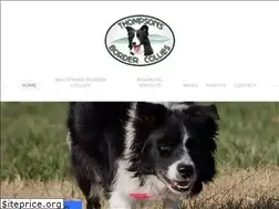 Sites similar to thompsonsbordercollies.com