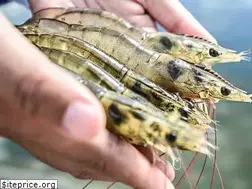 Sites similar to thuocthuybtv.vn