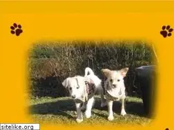 Sites similar to tierhilfe-spain-lapdogs.npage.de